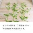 【直前】【生花】フジバカマ(ピンク)50cm-　【FJ】群馬県
