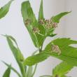 【直前】【生花】フジバカマ(ピンク)50cm-　【FJ】群馬県