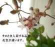 【生花】ホトトギス(松風・藤娘・東雲いずれか)　【OT】