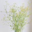 【生花】ミシマサイコ(60-70cm程度)【OT】茨城県ほか
