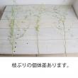 【生花】ミシマサイコ(60-70cm程度)【OT】茨城県ほか