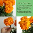 【生花】アフリカンマリーゴールド(オレンジ)　50cm-【OT】