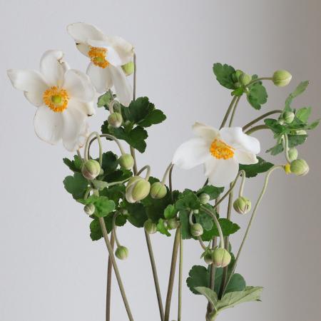 【生花】秋明菊(白)60CM- 群馬県ほか【OT】