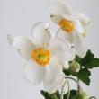 【生花】秋明菊(白)60CM- 群馬県ほか【OT】