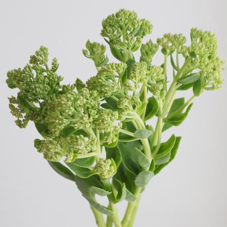 【生花】セダム(グリーン)35cm-【OT】　※時期により花穂の大きさ色異なる