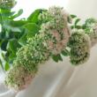 【生花】セダム(グリーン)35cm-【OT】　※時期により花穂の大きさ色異なる