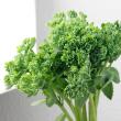 【生花】セダム(グリーン)35cm-【OT】　※時期により花穂の大きさ色異なる