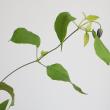 【生花】クレマチス 　デュランディ　 F.U.Kagawa　50CM-　【OT】