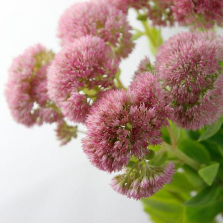 【生花】セダム(ピンク)40cmー【OT】※花色時期により異なる。