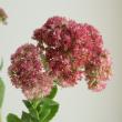 【生花】セダム(ピンク)40cmー【OT】※花色時期により異なる。