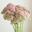 【生花】セダム(ピンク)40cmー【OT】※花色時期により異なる。