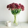 【生花】セダム(ピンク)40cmー【OT】※花色時期により異なる。
