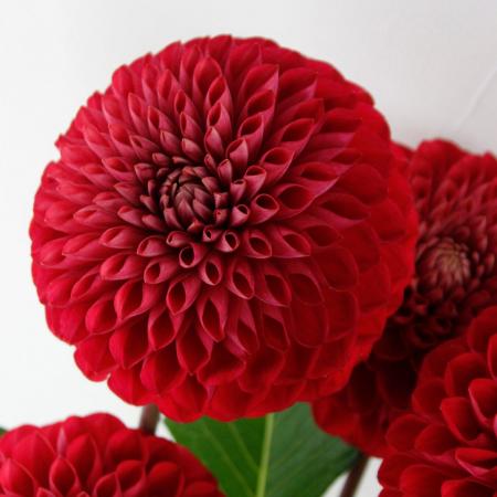 【生花】ダリア (赤)朝日てまり、Nレッドベリーなど　50cm程度　※商品説明お読みください。【OT】