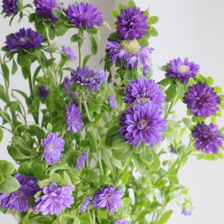 【生花】アスター(小輪・紫系おまかせ)ステラブルー、ココットLVなど【OT】