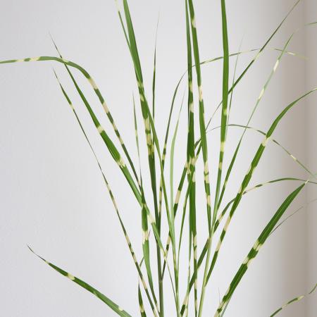 【生花】タカノハ(穂なし。葉のみ)【OT】　※木金届け入荷少　茨城県