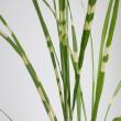 【生花】タカノハ(穂なし。葉のみ)【OT】　※木金届け入荷少　茨城県