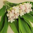 【生花】糸島クルクマ　プーディンプリンセス　40cm(白～淡桃)中小輪系【FJ】