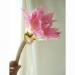 【生花】ベラドンナリリー(ピンク)50cm程度　安西花卉園【OT】