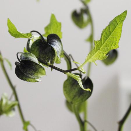 【生花】クロホオズキ※50cm程度　JAあがつま　六合村　田村さんなど【OTKT】　※入荷少(火)(木)(土)午前受け取り推奨