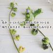 【生花】クロホオズキ※50cm程度　JAあがつま　六合村　田村さんなど【OTKT】　※入荷少(火)(木)(土)午前受け取り推奨