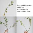 【生花】クロホオズキ※50cm程度　JAあがつま　六合村　田村さんなど【OTKT】　※入荷少(火)(木)(土)午前受け取り推奨
