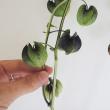 【生花】クロホオズキ※50cm程度　JAあがつま　六合村　田村さんなど【OTKT】　※入荷少(火)(木)(土)午前受け取り推奨