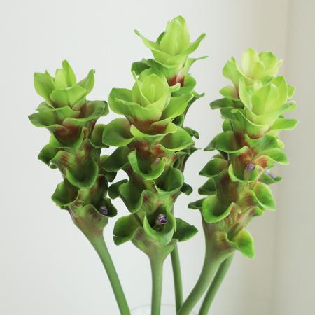 【生花】クルクマ エメラルドチョコゼブラ　50cm程度 【OT】(緑×茶)静岡県