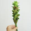 【生花】クルクマ エメラルドチョコゼブラ　50cm程度 【OT】(緑×茶)静岡県