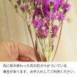 【生花】バーノニア(紫)　60cm-【OT】群馬県ほか
