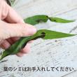 【生花】バーノニア(紫)　60cm-【OT】群馬県ほか