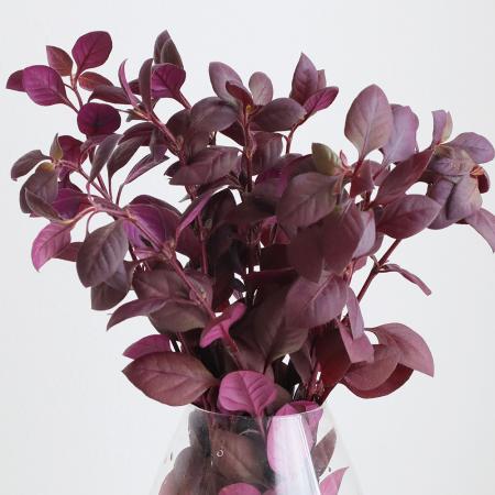 【生花】中里園芸の赤葉千日紅　30cm程度【FJ】