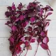 【生花】中里園芸の赤葉千日紅　30cm程度【FJ】
