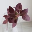 【生花】中里園芸の赤葉千日紅　30cm程度【FJ】