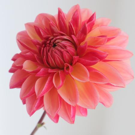 【生花】ダリア(アプリコット〜ピーチ系)　美凪、Nラブなど　50cm程度　※商品説明お読みください。【OT】