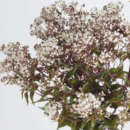 【生花】ユーパトリウム　チョコレート(白花・茶軸)　60cm-　六合村ほか　【OT】