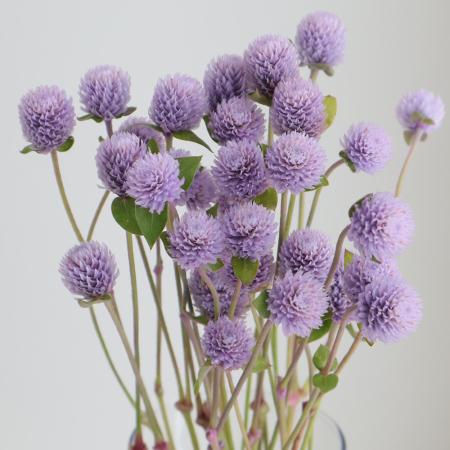 【生花】染め千日紅(ラベンダー)40cm2F 長崎県　※木金届け少【早締切-74】