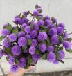 【生花】染め千日紅(ラベンダー)40cm2F 長崎県　※木金届け少【早締切-74】