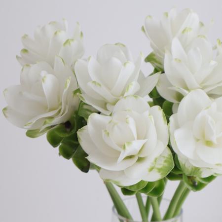 【直前!/】クルクマ　ホワイトジャスミン(白)　30cm静岡県【生花】