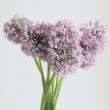 【生花】アリウム(ピンク、パープル系おまかせ)　50cm程度　北海道ノザキフラワー【OT】
