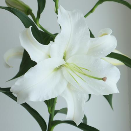 【生花】オリエンタル百合　カサブランカ(白)4-5輪　高知県、新潟県など【OR-13】