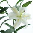 【生花】オリエンタル百合　カサブランカ(白)4-5輪　高知県、新潟県など【OR-13】