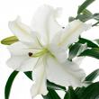 【生花】オリエンタル百合　カサブランカ(白)4-5輪　高知県、新潟県など【OR-13】