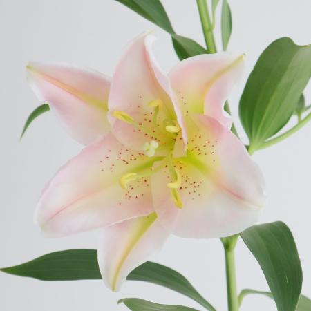 【生花】オリエンタルユリ　バンドーム(ピンク無花粉)80cm 5-6輪　FFヒライデ【OT】