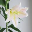 【生花】オリエンタルユリ　バンドーム(ピンク無花粉)80cm 5-6輪　FFヒライデ【OT】