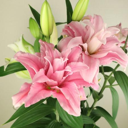 【生花】八重咲きオリエンタルユリ (ピンク系)ピンク八重　ディアンサなど 4輪以上【OR-13】