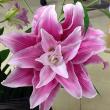 【生花】八重咲きオリエンタルユリ (ピンク系)ピンク八重　ディアンサなど 4輪以上【OR-13】