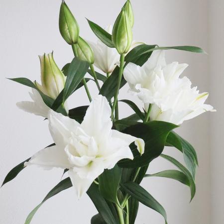 【生花】八重咲きオリエンタルユリ(白)ホワイトトルネードなど【OR-13】