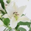 【生花】オリエンタルユリ(白おまかせ)80cm 4-6輪　FFヒライデ【OT】