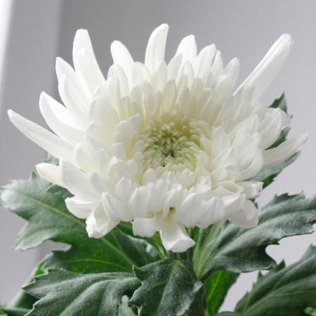 【生花】白菊 Lサイズ～　【OR-5】