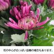【生花】赤菊 Lサイズ〜【OR-5】